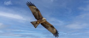 The Black Kite