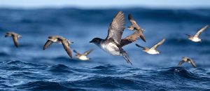 The Common Diving Petrel