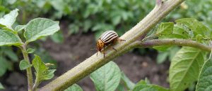 The Colorado Potato Beetle