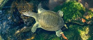 The Chinese Softshell Turtle