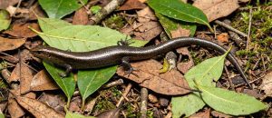 The Delicate Skink