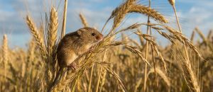 The Eurasian Harvest Mouse