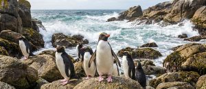 The Fiordland Penguin