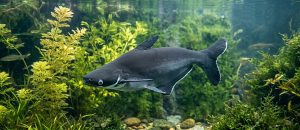 The Iridescent Shark