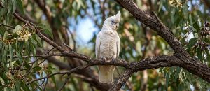 The Little Corella