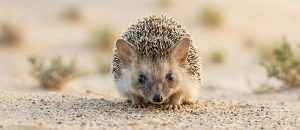 The Long-Eared Hedgehog