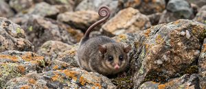 The Mountain Pygmy Possum