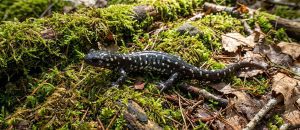 The Northern Slimy Salamander
