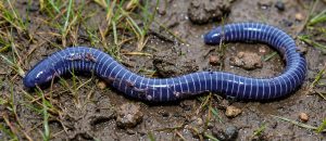 The Ringed Caecilian