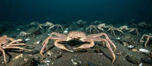 The Snow Crab