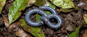 The Taita African Caecilian