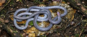 The Thompson’s Caecilian