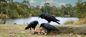 The Australian Raven