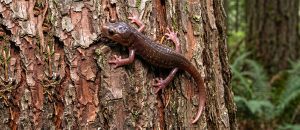 The Arboreal Salamander