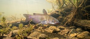The Brown Bullhead
