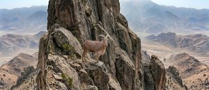 The Barbary Sheep