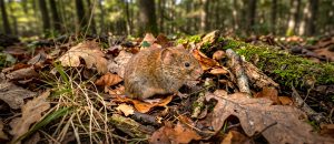 The Bank Vole