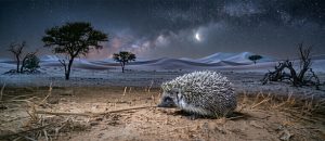 The Desert Hedgehog