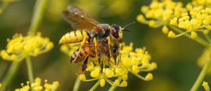 The European Beewolf