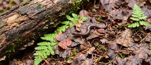 The Garden Slender Salamander