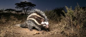 The Maned Rat