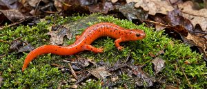 The Mud Salamander