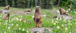 The Olympic Marmot