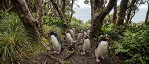 The Snares Penguin