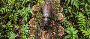 The Titan Beetle