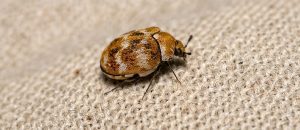 The Varied Carpet Beetle