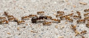 The Argentine Ant
