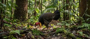 The Australian Brushturkey
