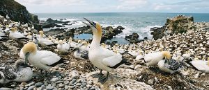 The Australian Gannet