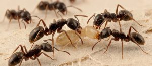 The Asian Needle Ant