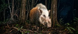 The Highly Aggressive Bushpig