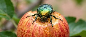 The Copper Chafer