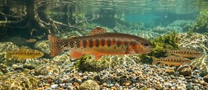 The California Golden Trout