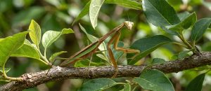 The Chinese Mantis