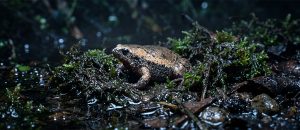 The Eastern Narrow-Mouthed Toad
