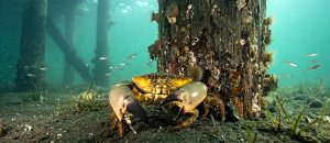 The Florida Stone Crab
