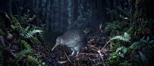 The Little Spotted Kiwi