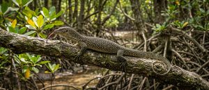 The Mangrove Monitor