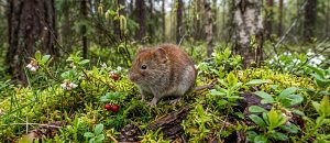 The Northern Red-Backed Vole