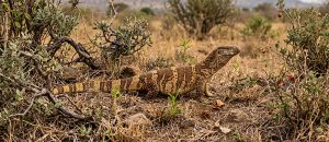 The Rock Monitor