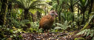 The Curious Weka
