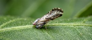 The Asian Citrus Psyllid
