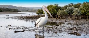 The Australian Pelican