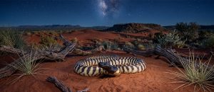 The Black-Headed Python