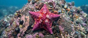 The Bat Sea Star