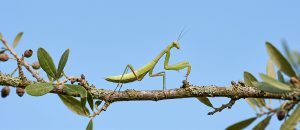 The European Mantis